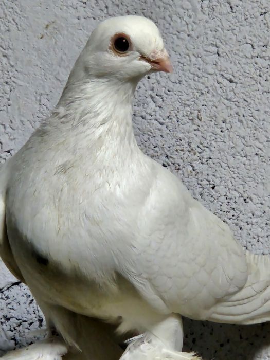 Продам белую самочку