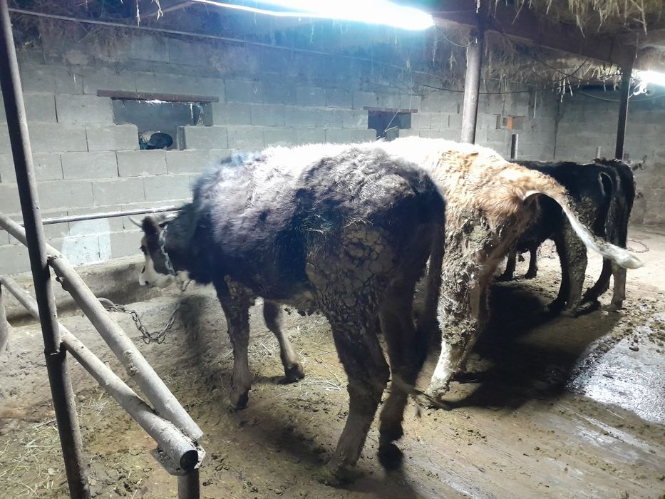 Сиыр на откорм корова на откорм