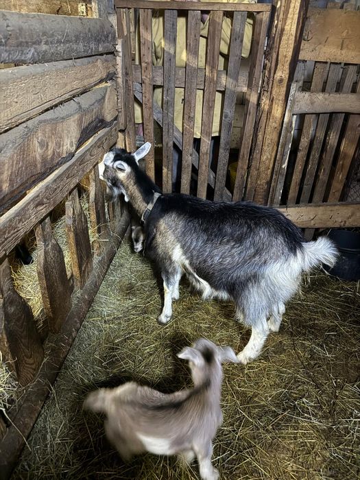Capre cu iezi din 10.02