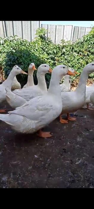 Продам пекинские утки