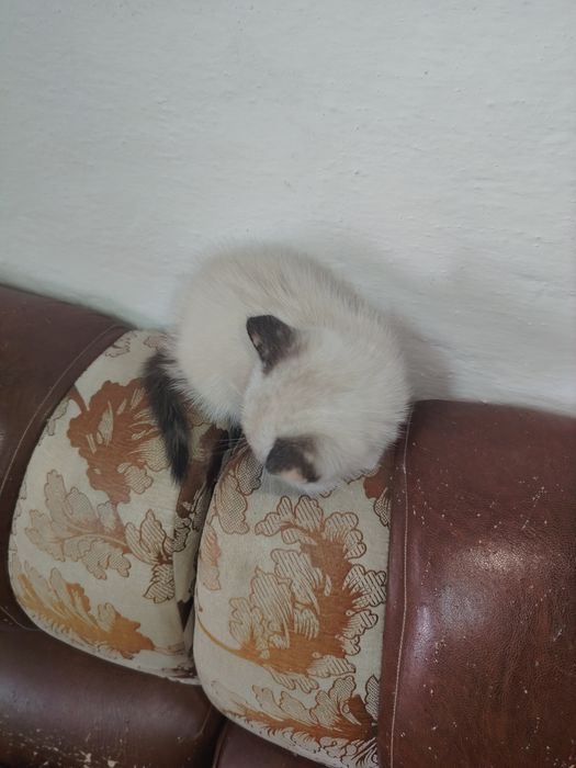 Отдам в хорошие руки котёнка девочка