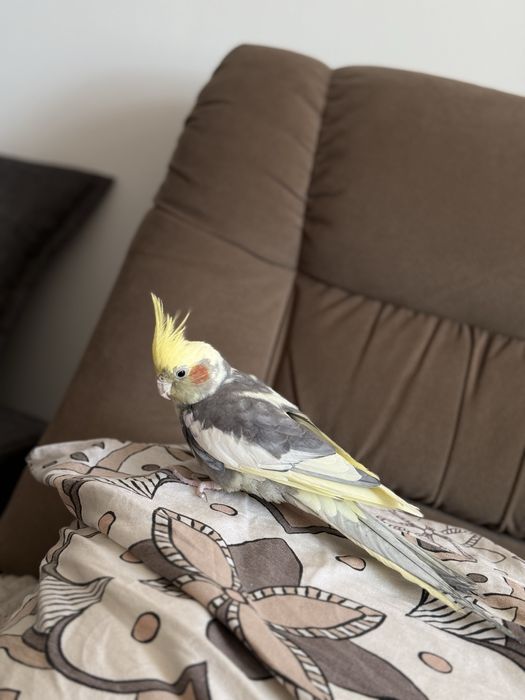 Попугай и клетка