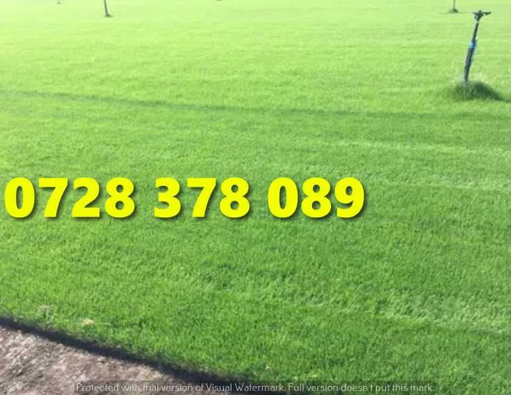 Gazon / Insamantare / Rulouri de Gazon