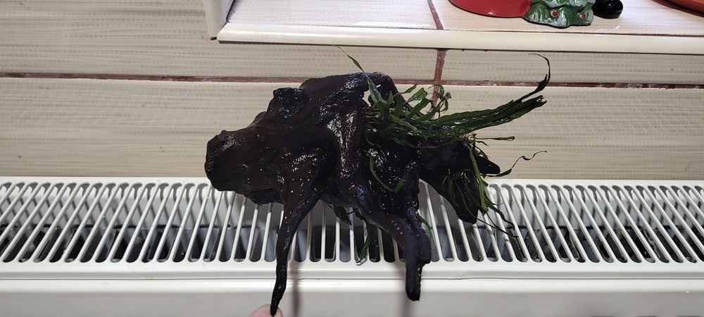 Două cioate lemn natural pentru acvariu în Ploiești