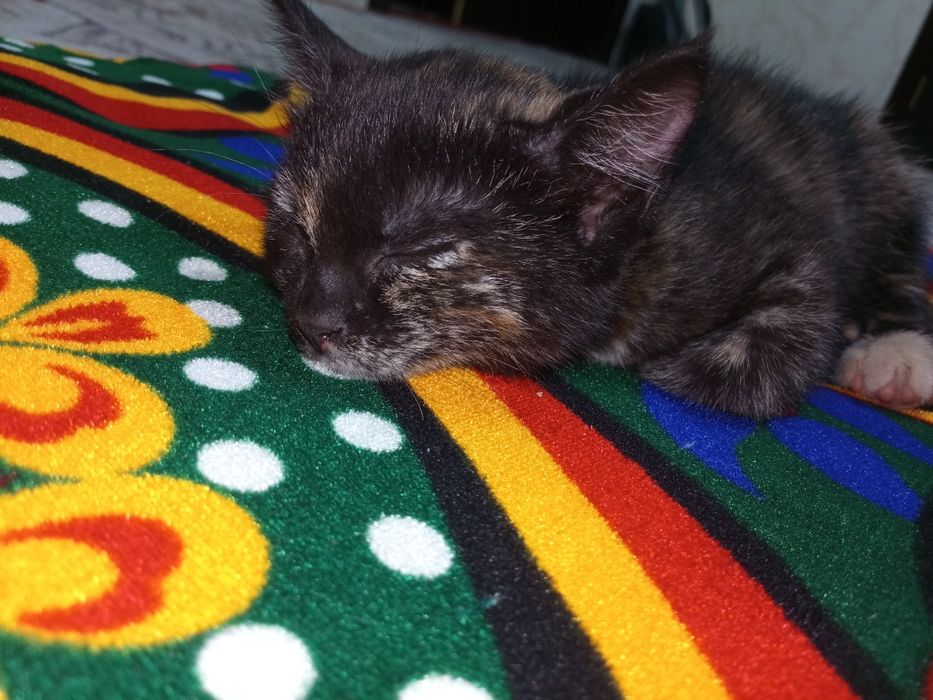 Котик двухмесячный девочка