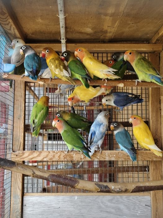 Попугай  разные .