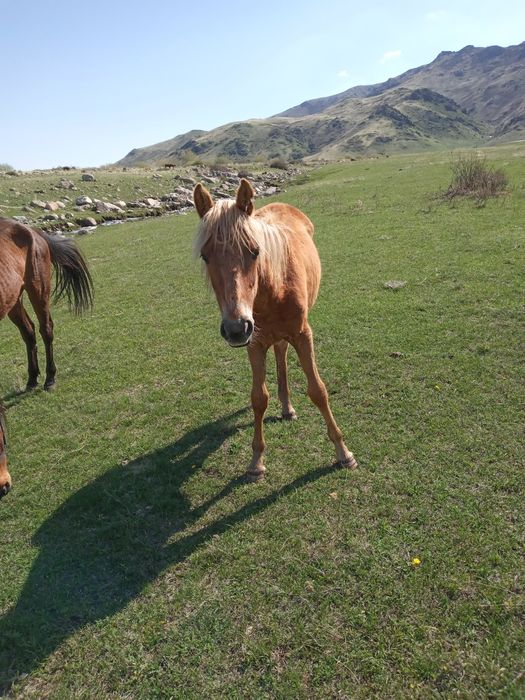 Лошади жеребята.
