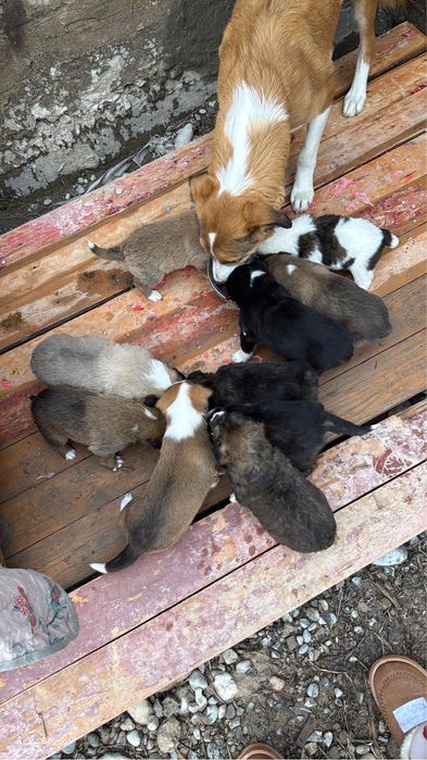 Щенки новорожденные