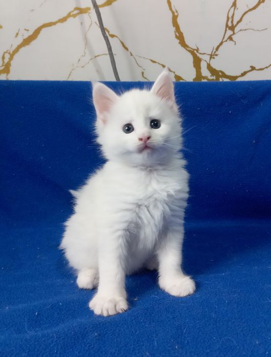 Мейн Кун котятки