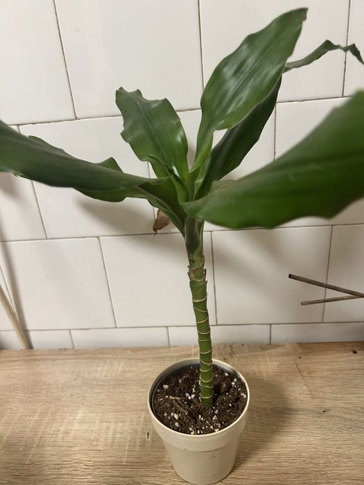 Dracaena fragrans
