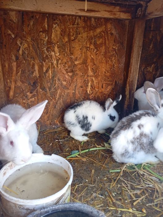 Vând iepuri rasa mixta