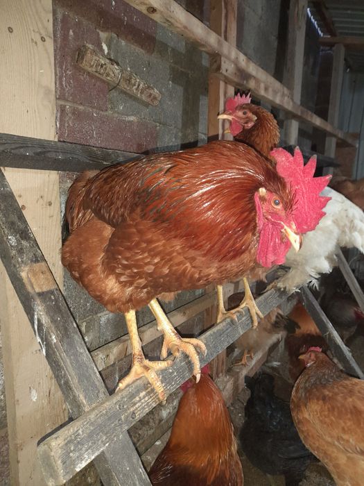 Жас қораздар сатылады сррочно