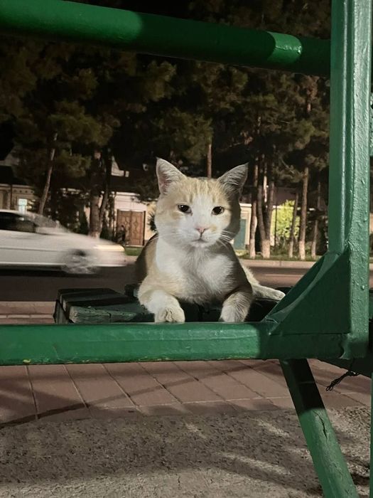 Пристраивается рыжик мальчик. Кастрирован,здоров.Только в ответственны