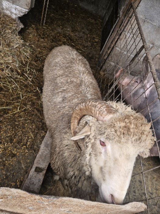 Vând sau schimb berbec merinos de pals cu berbec bergaman