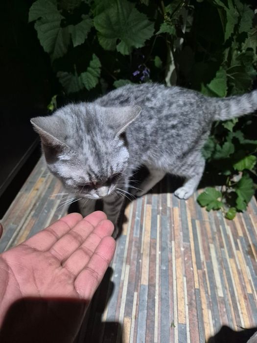 Кошка ищет любящих хозяев