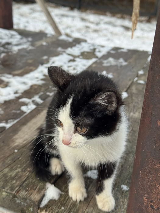 Отдам котят в надежные руки