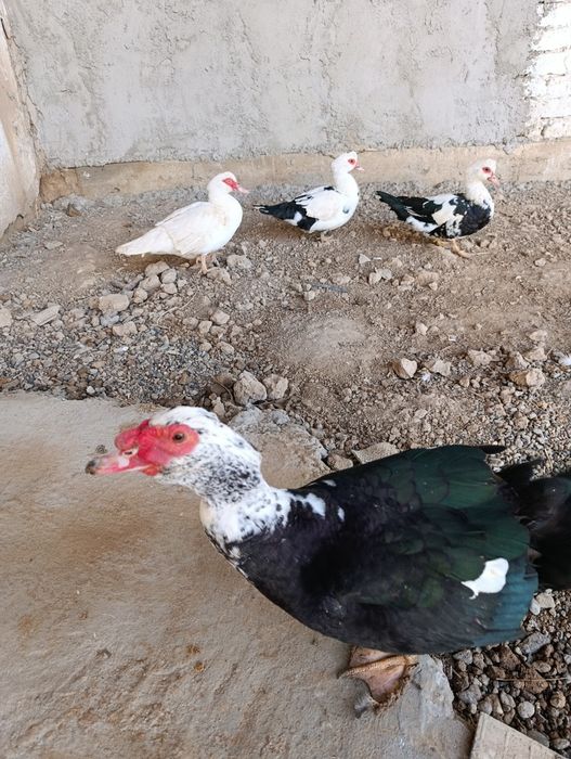 Indutkalar sotilad hammasi bir joygai sog'lom yeb ichishi zur