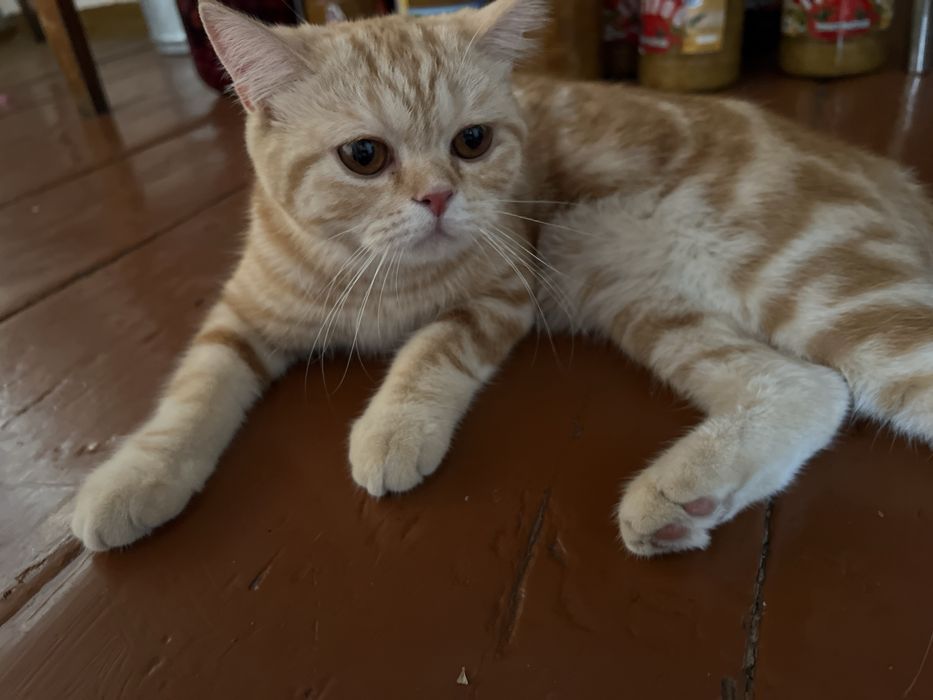 Кошка скотиш страйт