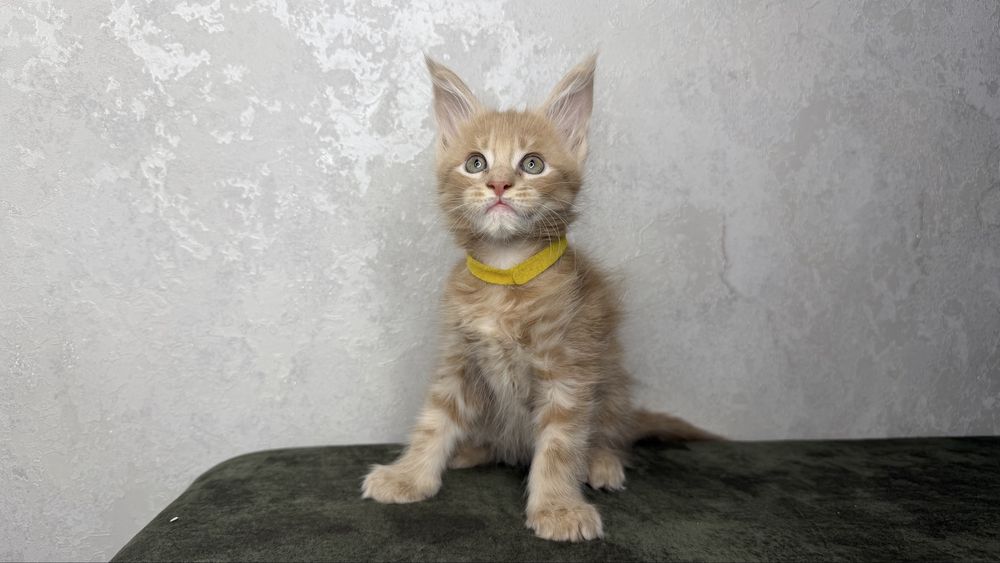 Котенок мейн кун девочка