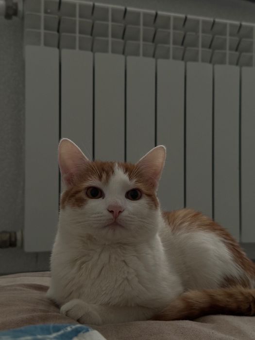 Отдам кота в добрые руки