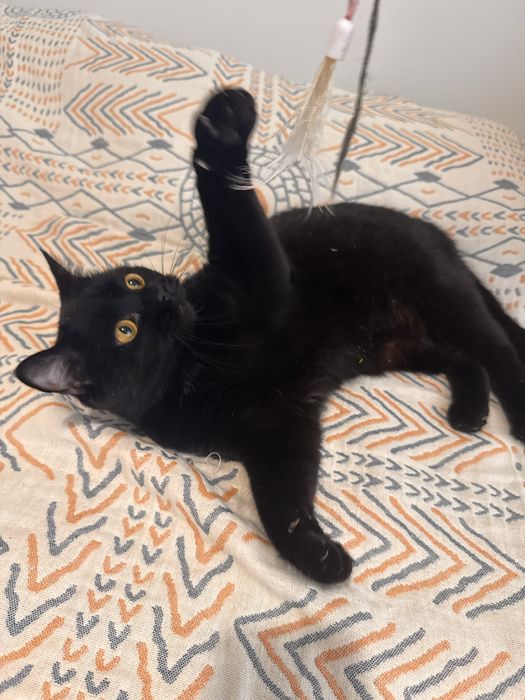 Ищем дом для красивой кошки