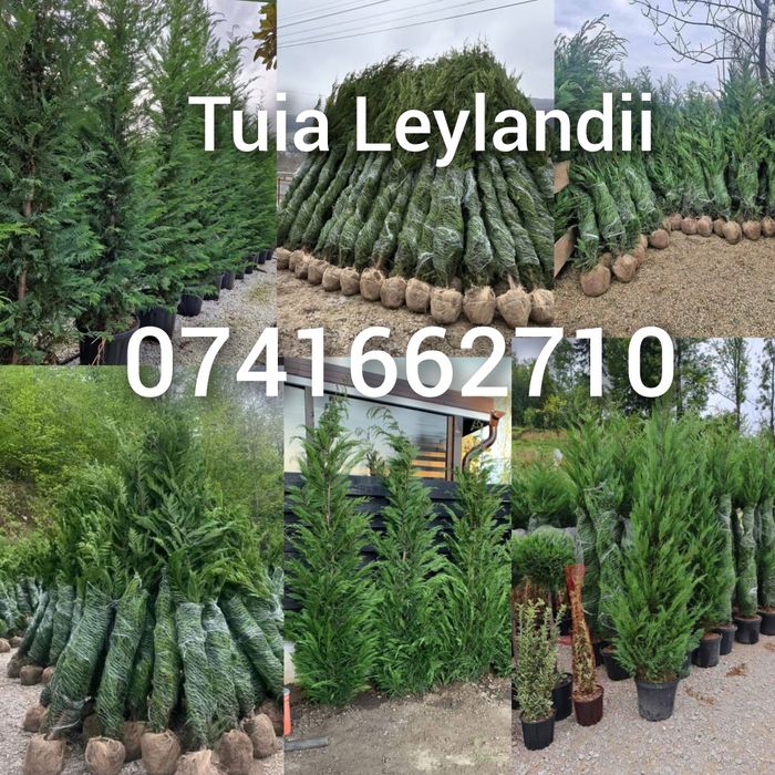 Leylandii Chiparos