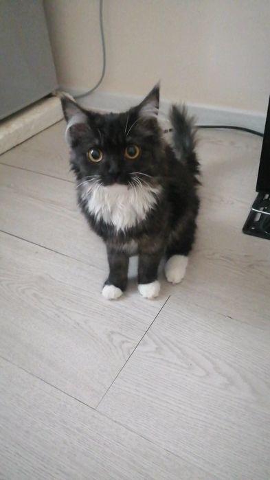 Сибирская парода Мушук сотилади йошига тулмаган