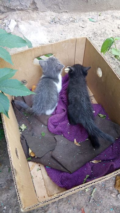 Отдам котят бесплатно