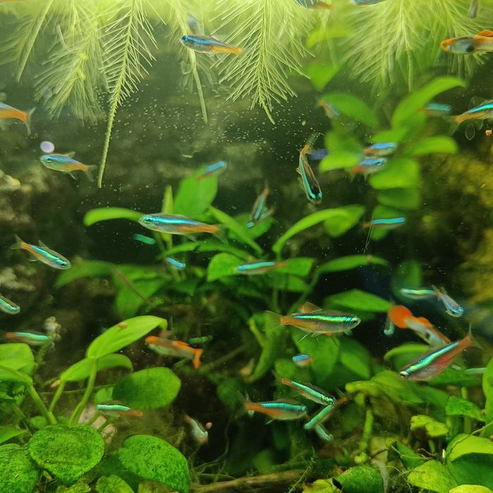 Неоны в Аквасалоне ,,ковчег "Усть каменогорск Тохтарова 78