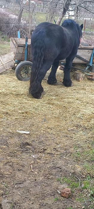 Harmasar  belgian  de 5 ani