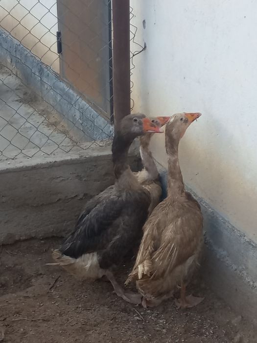 Қаздар,гусы 3 қаз