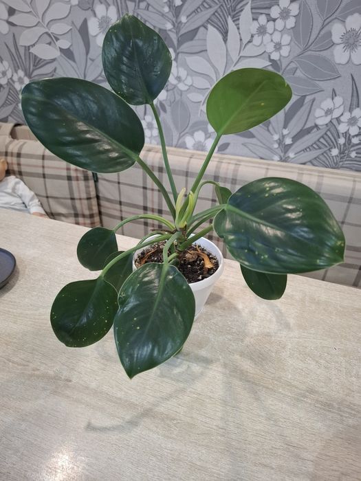 Продам домашний цветок филодендрон Биркин зеленый