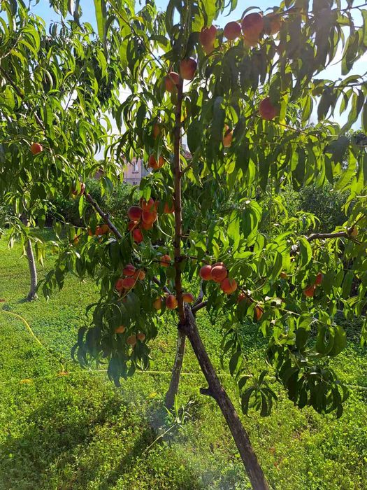 Продава се Парцел в с. Окоп, Област Ямбол - 1250 кв.м за 52 €/кв.м - Снимка #17