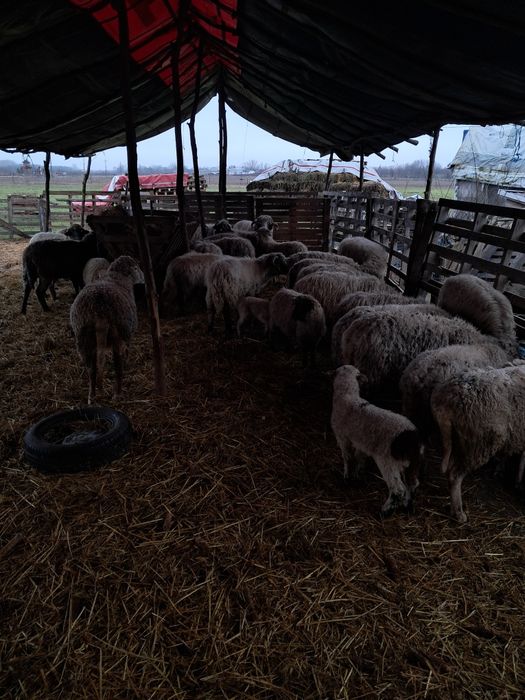 Vand oi cu miei si fara miei