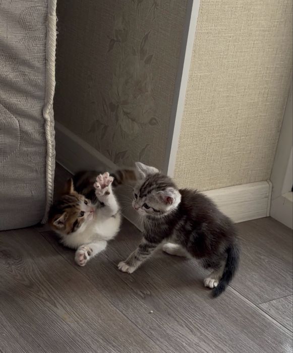 Американский короткошерстный котенок