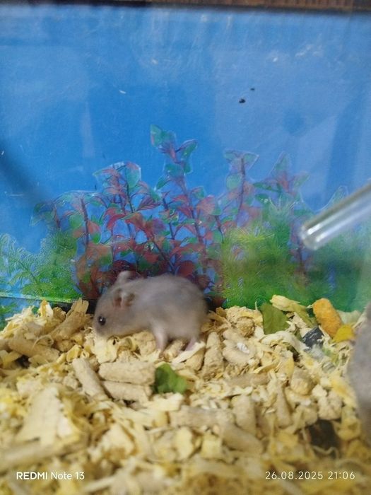 Морские свинки домашние