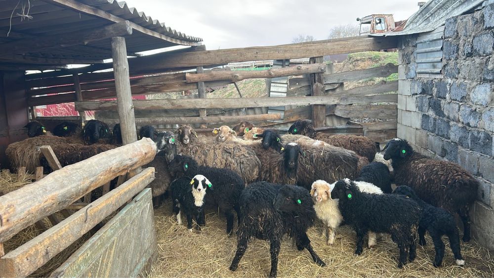 Продам 14 голов молодых овцематок с ягнятами