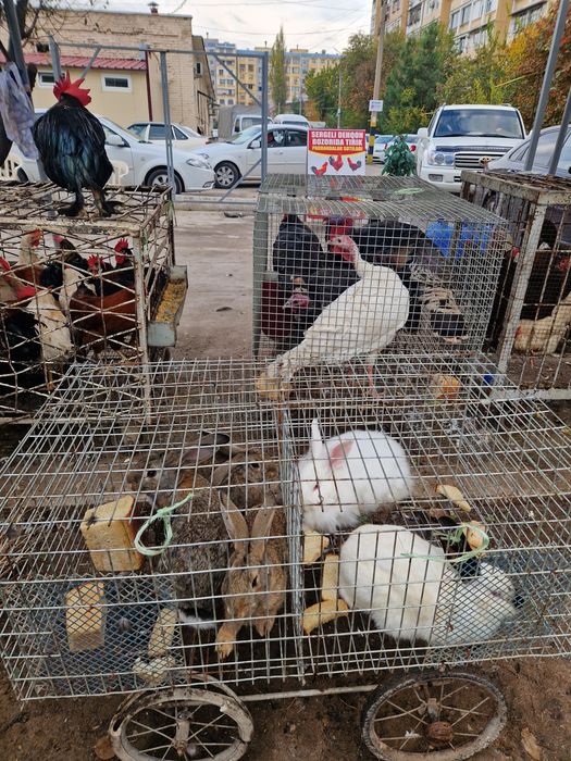 Quyon sergili dehqon bozorda sotiladi