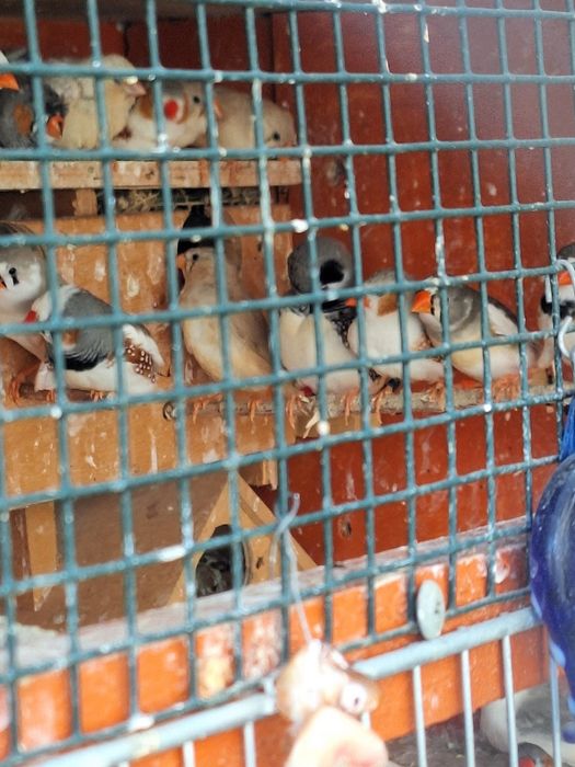 Зеброви амадини (финки)