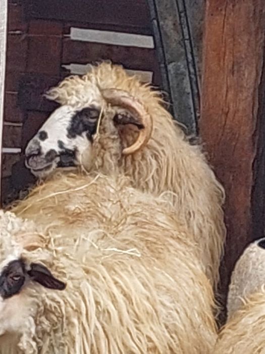 Oi cu miei de vânzare