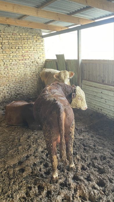 Buqa sotiladi nasldor