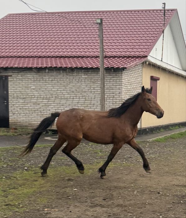 Лошадь с откорма