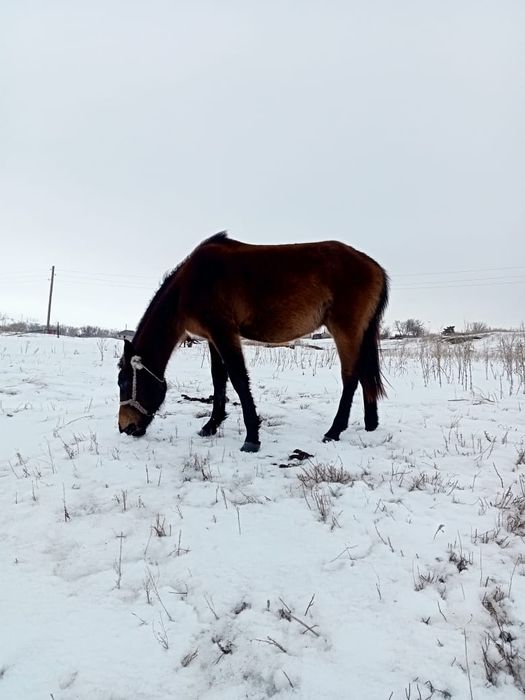 Сиырга ауыстырам