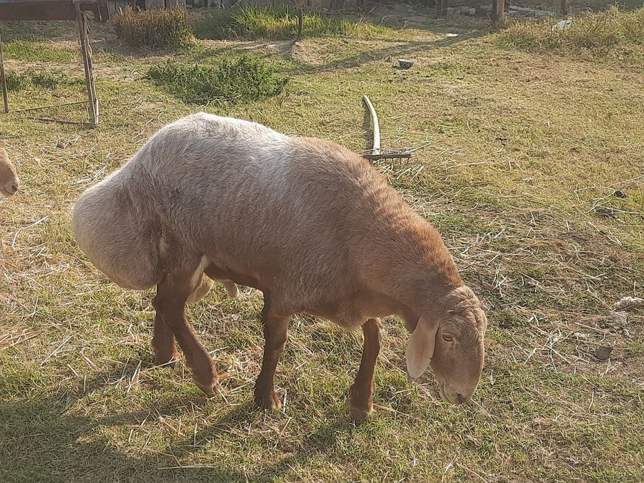 Qo'y sotiladi Zotli qo'y