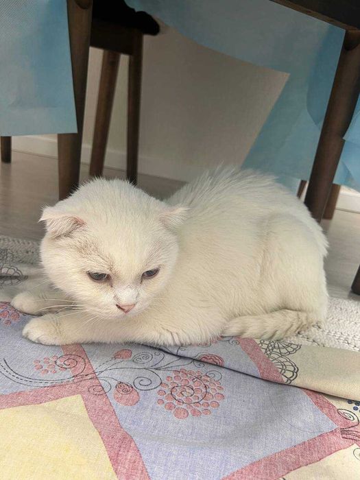 Отдам кота в добрые руки