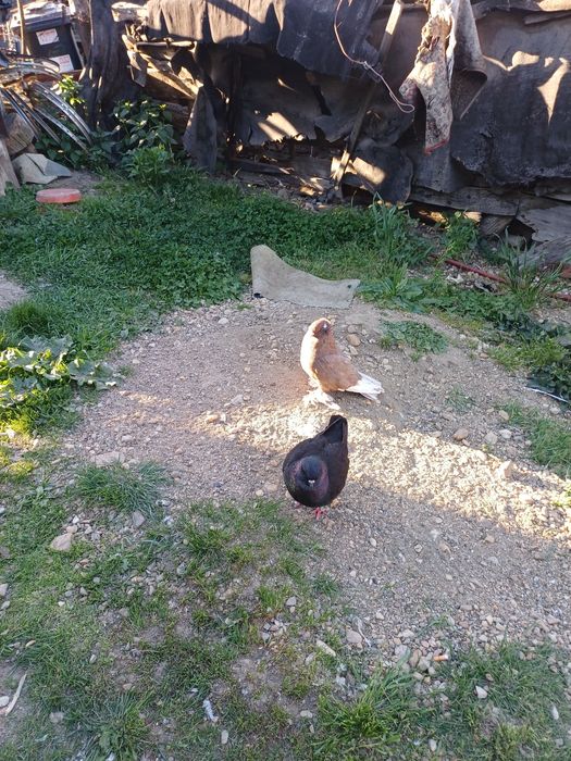 Vănd porumbei Uriaș Maghiar 80 de lei