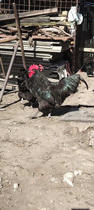 Ouă gaini australorp