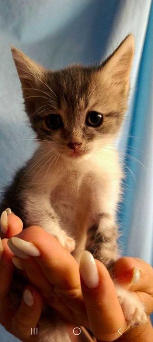 Котята ищут семьи!