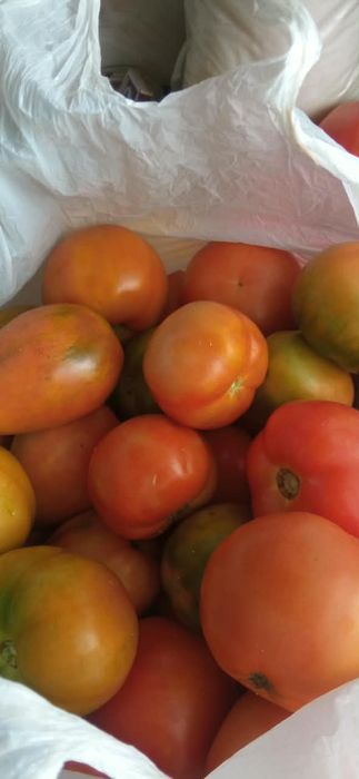 Продам домашние помидоры