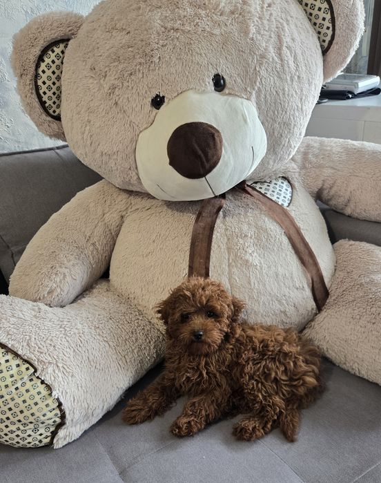 Пудел той /Poodle toy генетични тестове на родителите  родословие